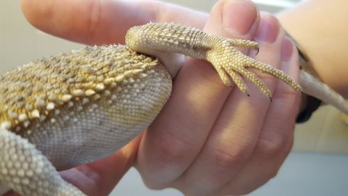 Signs and Symptoms of Yellow Fungus in a Bearded Dragon