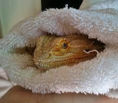 Tucked In Bearded Dragon