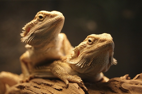 Two bearded dragons sharing the same tank