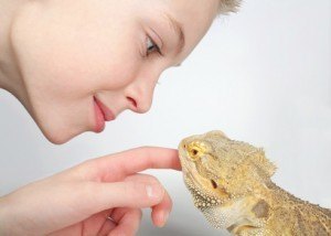 Ultimate Bearded Dragon Care Guide