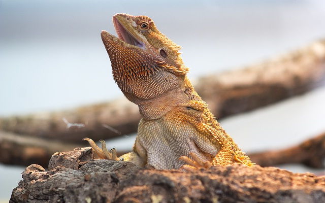 Yellow Fungus in Bearded Dragons