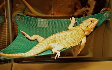 bearded dragon on hammock