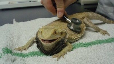 Bearded Dragon Insurance