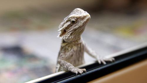 best bearded dragon cages