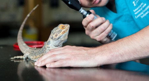 How Much Does Bearded Dragon Health Insurance Cost