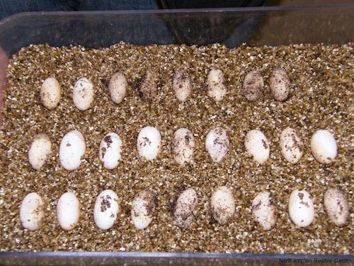 How to Breed Bearded Dragons