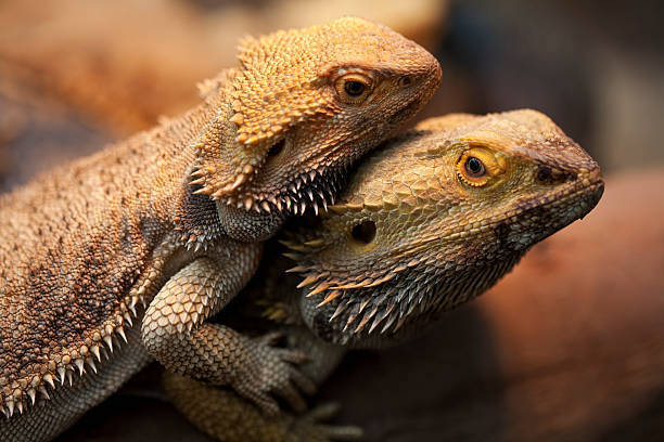 how to breed bearded dragons 4