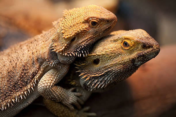 bearded dragon landscape