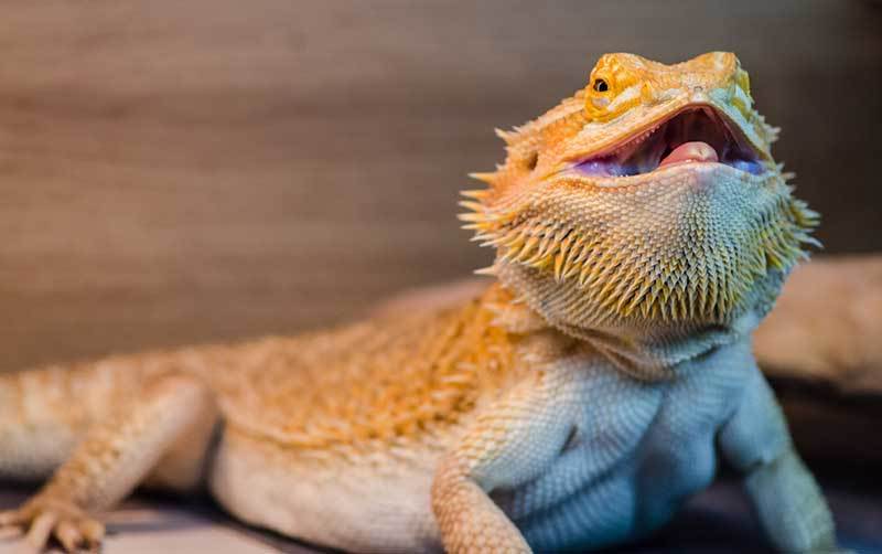 The Language of the Bearded Dragon's Beard