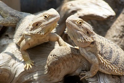 bearded dragon names