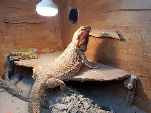 Bearded dragon hotsell no heat lamp