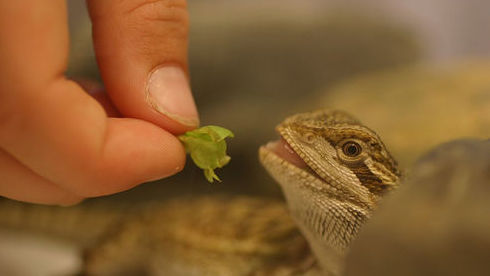 Hand feeding a bearded dragon