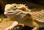 How to get a bearded dragon to eat