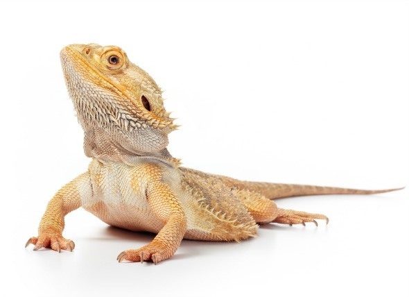 Bearded Dragon Care Guide - Tips, Supplies, and FAQs