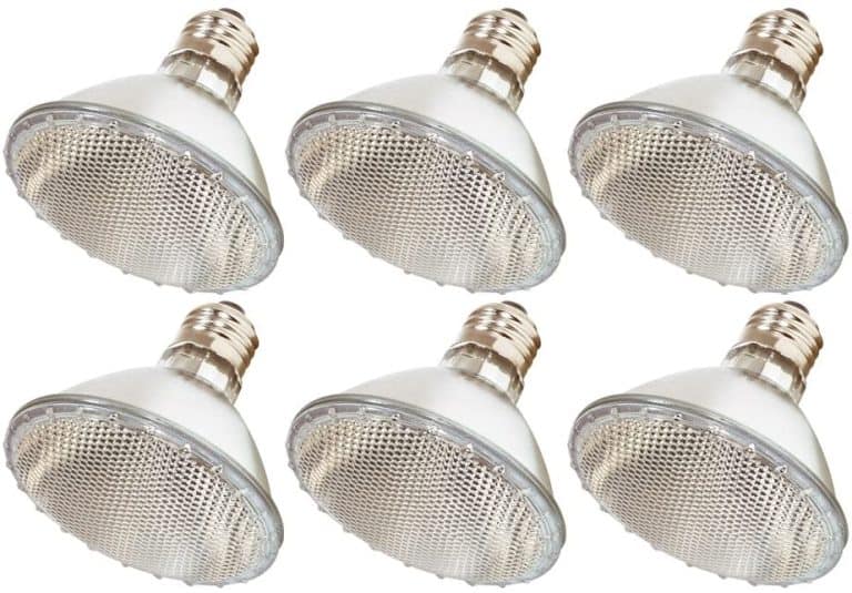 3 Best Basking Bulbs for Bearded Dragon (Expert's Review)