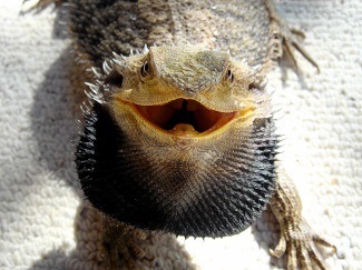 Aggravated Bearded Dragon