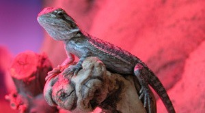 Baby bearded dragon basking temperature