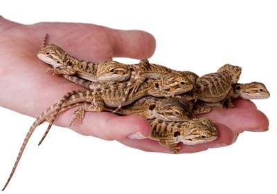 Baby bearded dragons