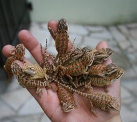 Bearded Dragon Breeder Holding Baby Beardies