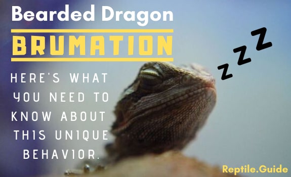 Bearded Dragon Brumation: All FAQs Explained & What to Do