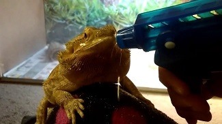 Bearded Dragon Getting Sprayed with Water