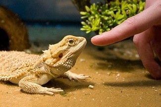 Bearded Dragon Getting Use to Owner
