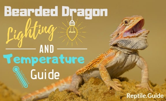 Bearded Dragon Lighting Guide for Beginners 15 Pictures