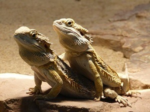 Perilaku Bearded Dragon Mating