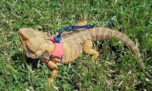 Bearded Dragon Outside