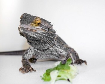 Bearded Dragon Refusing to Eat Vegetables