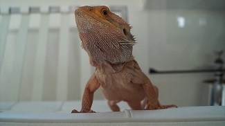 Bearded Dragon Roaming Around