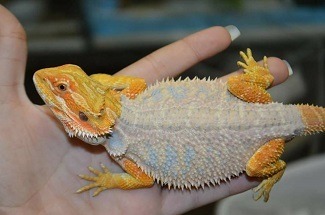 Bearded Dragon Shed Not Coming Off