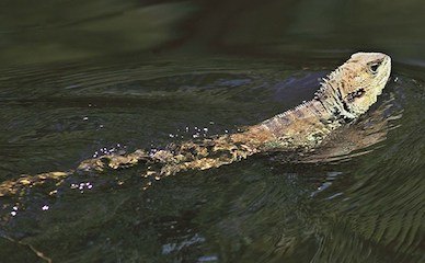 Bearded Dragon Swimming