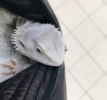 Bearded Dragon Tucked Into Jacket