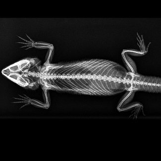 Bearded Dragon Xray