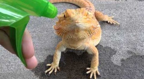 Bearded Dragon and Spray Bottle