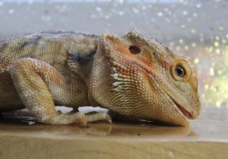 Bearded Dragon drinking water