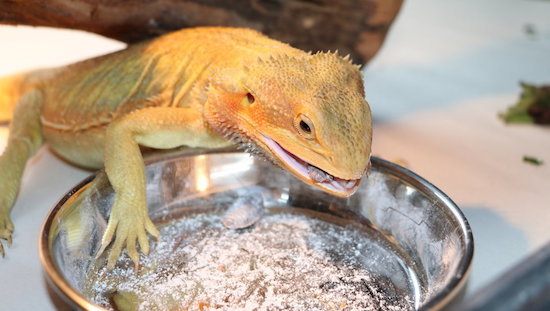 Bearded Dragon eating calcium dusted feeders