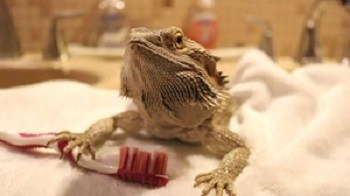 Bearded Dragon in Bath with Tooth Brush