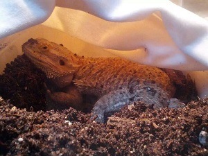 Bearded Dragon in Lay Box