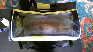 Lizard travel clearance carrier