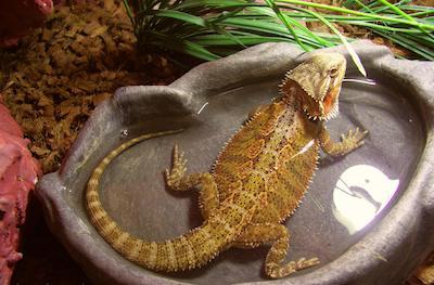 Bearded Dragon in water dish