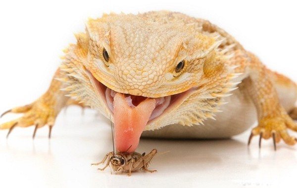 Bearded Dragon licking up cricket
