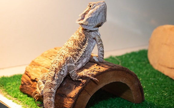 Bearded Dragon on Hide