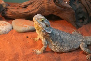 Bearded Dragon on Loose Substrate