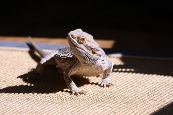 Bearded Dragon on Non Particle Substrate