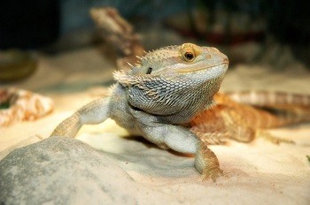 Bearded Dragon on Sand Substrate