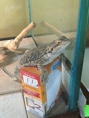 Bearded Dragon ontop of Baking Soda