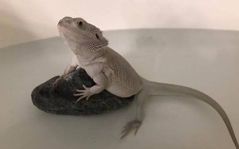 Bearded Dragon perched on rock in bathtub