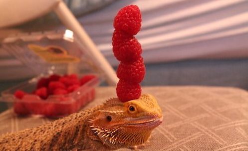 Bearded Dragon with Fruit on Head
